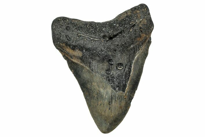 Fossil Megalodon Tooth - North Carolina #351143